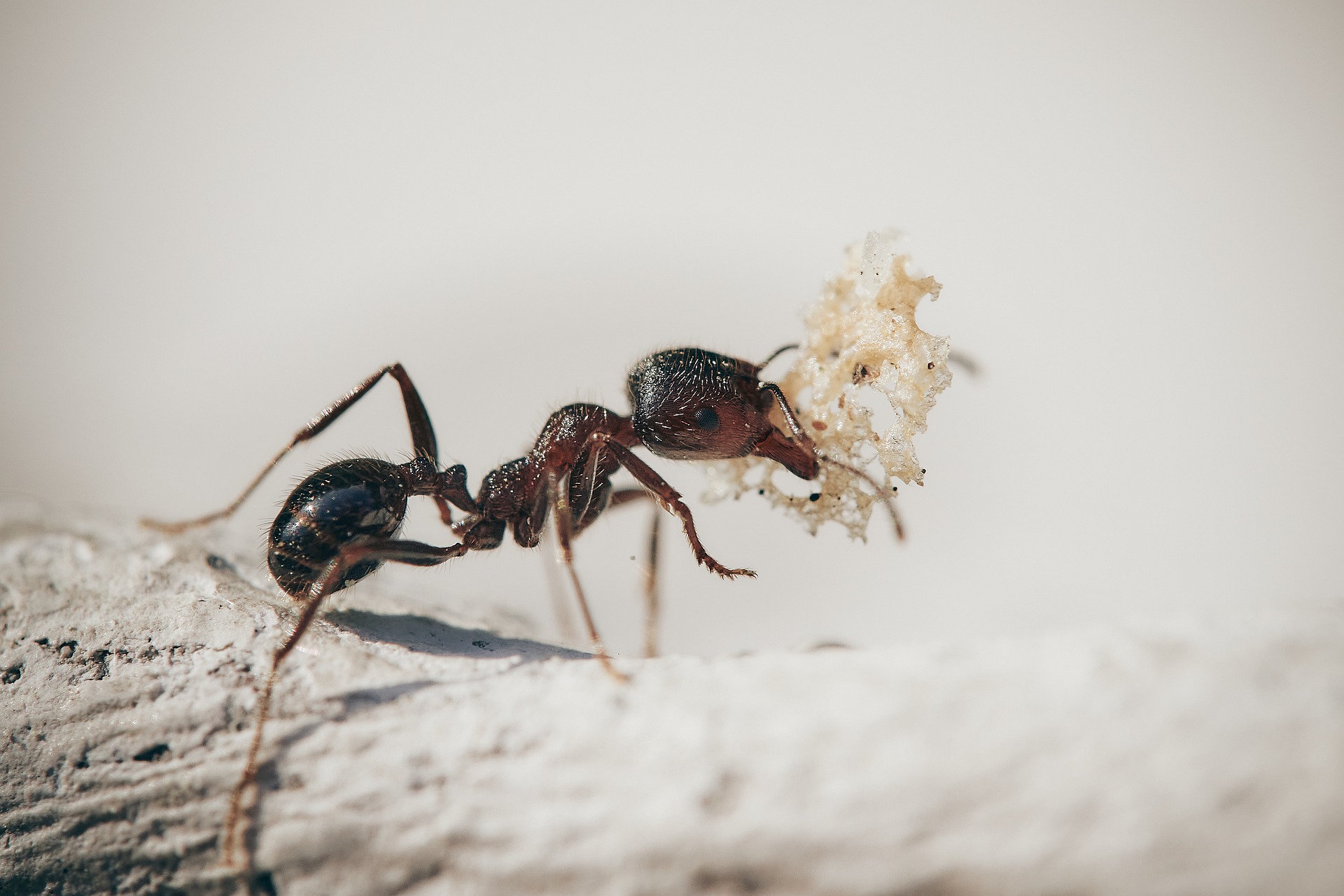 Mieren bestrijden in huis. Met tips hoe je het beste van deze insecten af komt.